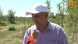 Яблони в цвету