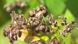 The season for autumn’s "new soba" is here! Harvesting begins in the Hiruzen region, the prefectu...