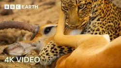 Awesome 4K Nature Scenes Narrated By Helena Bonham-Carter | BBC Earth