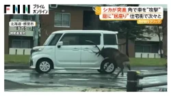 シカが角で車を“攻撃”　住宅街でも居座り 北海道でシカの目撃多発（2026年10月20日）