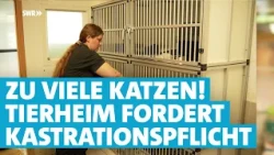 Katzenschwemme: Tierheime fordern Kastrationspflicht