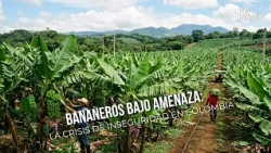 Banana Farmers Under Threat: The Insecurity Crisis in Colombia 🍌 - TvAgro by Juan Gonzalo Angel