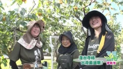 Seasonal Mie ~Ise City~ ● Rendaiji Persimmons in Peak Harvest! ● Promoting Inclusive Sports