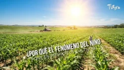 Why does the El Niño phenomenon put your crops at risk? - TvAgro by Juan Gonzalo Angel