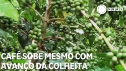 Coffee prices rise despite harvest progress