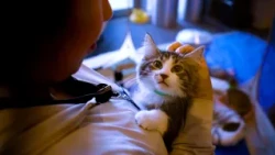 CityStream: Kittens bring a feline frenzy to City Hall