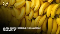 Vale do Ribeira é destaque em produção de bananas em SP