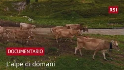 Why do young people give up everything to live on mountain pastures? | Tomorrow's Alpine Pastures...