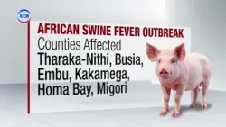 Nearly 1,500 Pigs Die as Kenya Steps Up Disease Surveillance