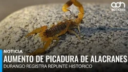 Alert in Durango: Over 6,000 Scorpion Stings During Heatwave