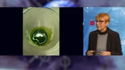 Mollusk shells and algal biomass become resources in the Unige Laser project