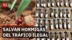 87 hormigas reina rescatadas de tráfico ilegal son liberadas en área protegida de Jalisco
