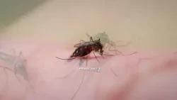 IZ AVIONA I SA ZEMLjE UDAR NA KOMARCE Ekipe "Ciklonizacije" krenule u veliku akciju širom Novog Sada