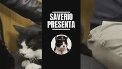 Will Saverio the Cat be at Gusto dei Guidi?
