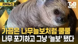 Sometimes, even a sloth just wants to snooze: Giving up the tree to become a total "sloth" | TJB ...