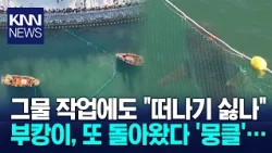 'Bukang-i' doesn't want to leave... jumps the net and returns / KNN