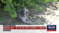 INTERVIEW OF THE DAY – FOR 67 YEARS, THE SAND HAS BEEN YIELDING CROPS IN DĂBULENI