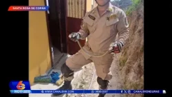 Bomberos rescatan a una serpiente