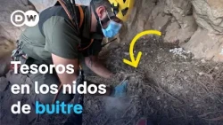 700-year-old espadrille found in bearded vulture nest in Spain