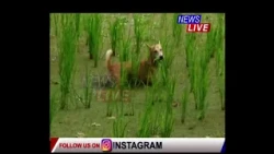 📌 আজৱ দৃশ্য, মাংসৰ পৰিৱৰ্তে কুকুৰে খাইছে ধান