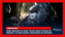 Shira amatsiko ku nzira yinjira iwabo w'Ingagi mu Birunga | Tujyane gusura Umuryango wa Kwitonda