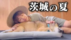 A Summer Day in Ibaraki with My Dog Koro