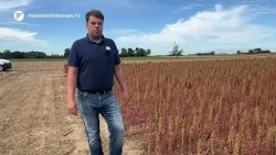 Quinoa Research and Farming