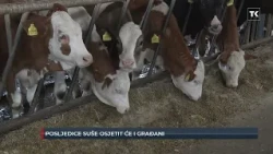 Kukuruz podbacio i do 70 posto: Farmeri upozoravaju na poskupljenje mlijeka i mesa