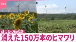 【ヒマワリ】150万本が消えた  畑にはひづめの跡