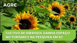 Agro Saúde de Cooperação - Cultivo de Girassol