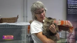 Animal Heartbeat - Adopt a Senior Cat