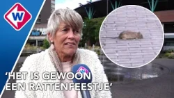Rattenplaag teistert winkelcentrum in Rijswijk