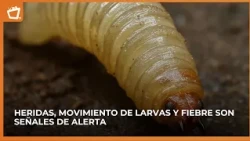 These are the warning signs of the screwworm