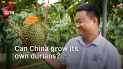 Can China grow its own durians?