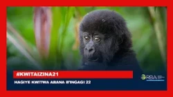 Abagera ku bihumbi 10 nibo bazitabira Kwita Izina ku nshuro ya 21 || Hazitwa abana b'ingagi 22
