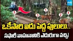 ఒకేసారి ఐదు పులులు ఎదురైతే? | Tourists Witness Rare Sight at Ranthambore Tiger Reserve | @SakshiTV