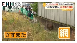草むらのイノシシを取り囲む警察官ら　緊迫の一部始終　2時間半包囲、麻酔銃で無事捕獲　長野・上田市（2026年10月20日）