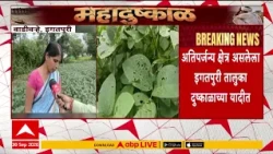 Nashik Drought : सोयाबीन पिकावर करपा रोगाचा प्रादुर्भाव, पाऊस नसल्याने फुलारा करपला...