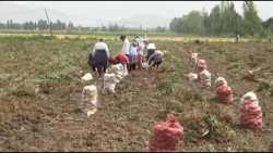 Şərurda kartof yığımı davam edir