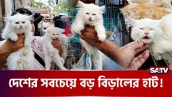 মিরপুরে বিদেশি বিড়ালের জমজমাট হাট  | SATV | Mirpur | Cat Market | Foreign Cats