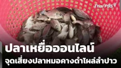 Online Bait: A Potential Risk for Blackchin Tilapia Spread in Lam Pao | Noon News | Sep 12, 2026