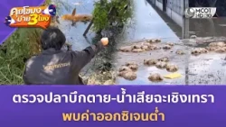 ตรวจปลาบึกตาย-น้ำเสียฉะเชิงเทรา พบค่าออกซิเจนต่ำ (14 ต.ค. 69) | คุยโขมงบ่าย 3 โมง