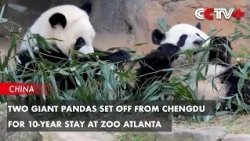 Two Giant Pandas Set off from Chengdu for 10-Year Stay at Zoo Atlanta