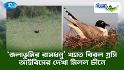 ‘জলাভূমির রামধনু’ খ্যাত বিরল গ্লসি আইবিসের দেখা মিলল চীনে | Biggan O Prokriti