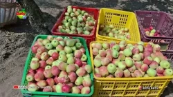 SCARCITY OF HARVEST-READY APPLES DRIVES UP FARM-GATE PRICES