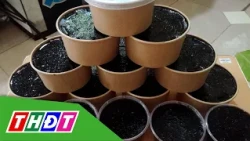 Black jelly crop yields high harvest and better prices | THDT