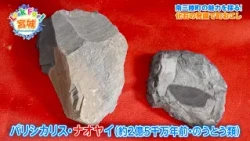Catch-up Stream【Look For! Miyagi】 Revitalizing Minamisanriku: The Man Behind Fossil Excavation an...