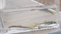 "Fish Investigation Squad" Explores River Wildlife