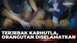 Moments When a Female Orangutan Is Rescued While Trapped in Forest Fires in Central Kalimantan | ...