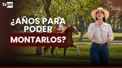 How long does it take to train a Peruvian Paso horse?